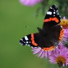 Der "Vanessa Admiral" in Nachbarsgarten