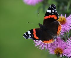 Der "Vanessa Admiral" in Nachbarsgarten