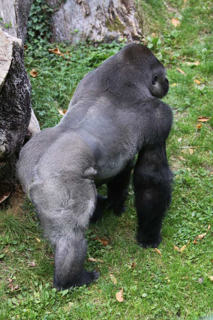 Der Vater des Gorillababys
