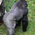 Der Vater des Gorillababys