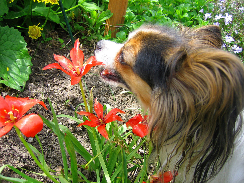 Der vegetarische Hund