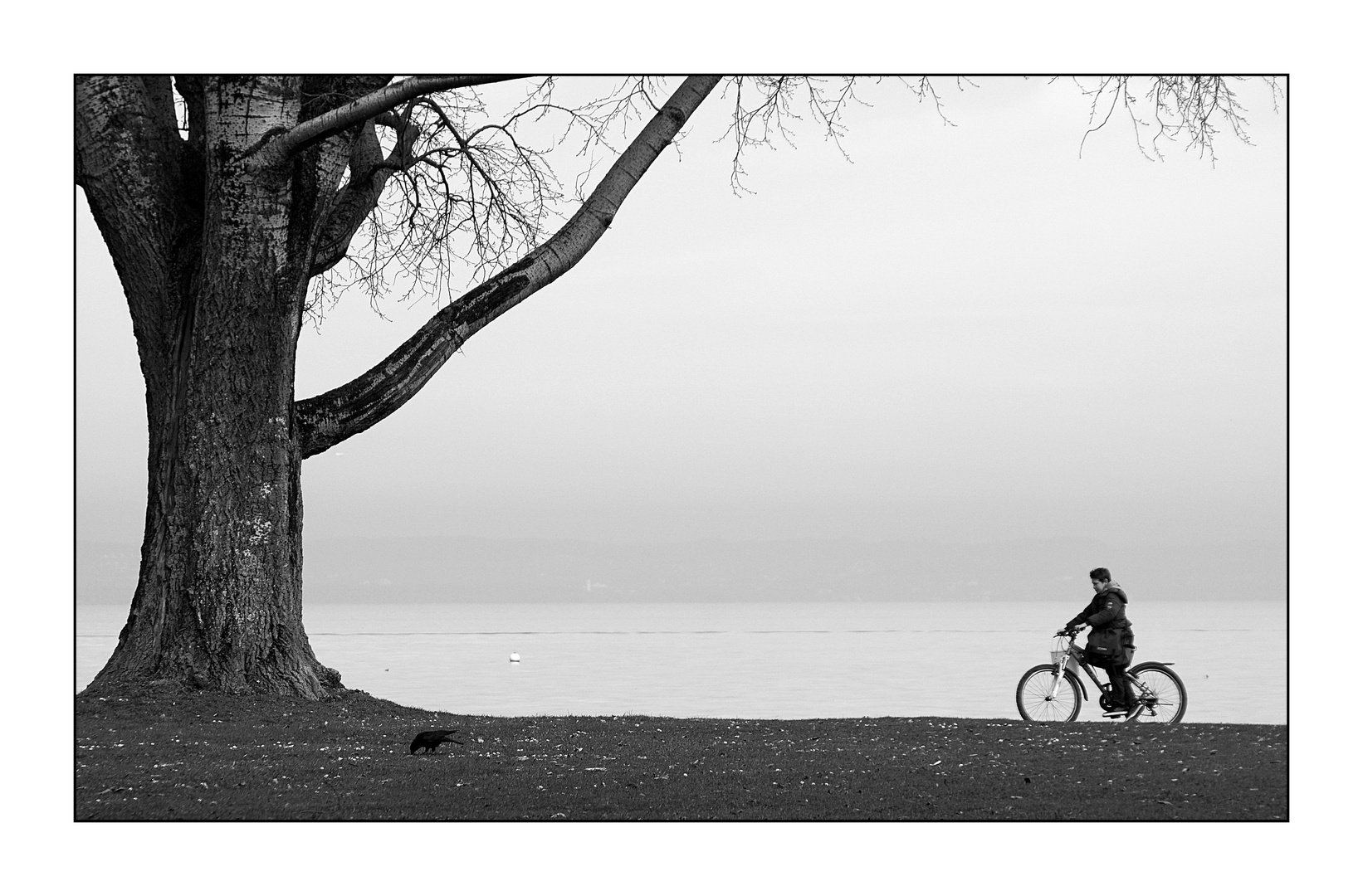 Der Velofahrer, der Rabe und der Baum...