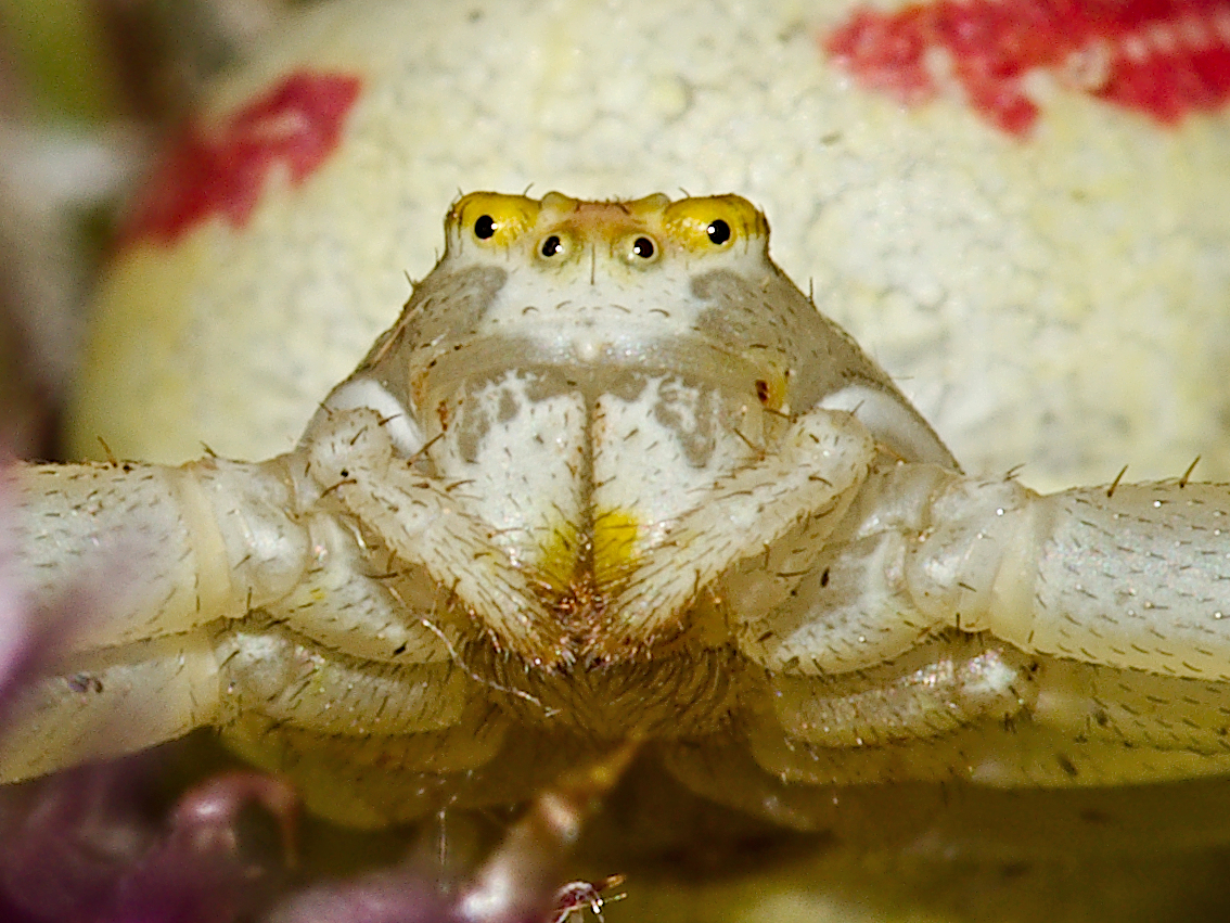 Der veränderlichen Krabbenspinne...