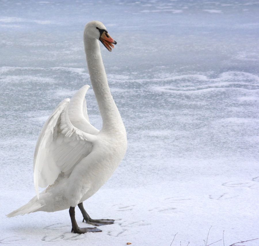 Der verärgerte Schwan