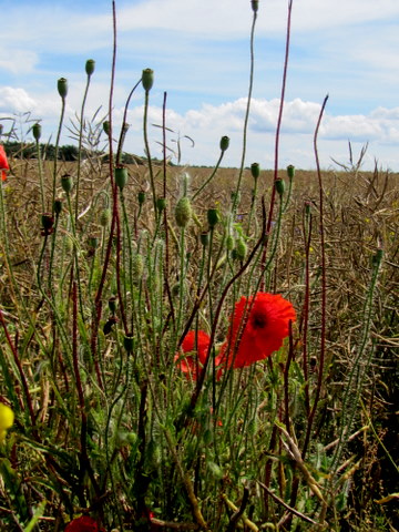 Der verblühte Mohn