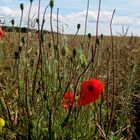 Der verblühte Mohn