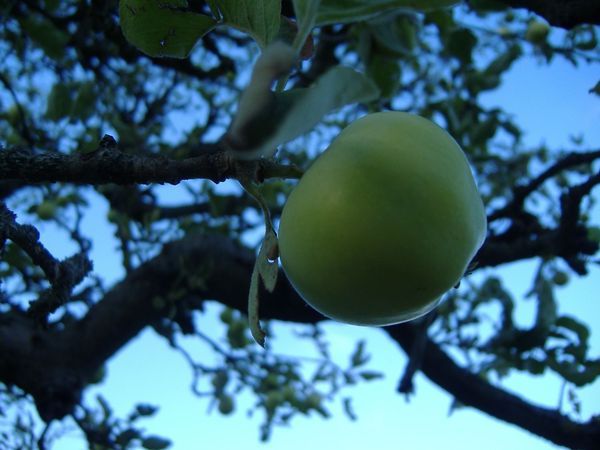 Der "verbotene" Apfel