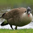 Der verdammte Papagei (Branta canadensis) hat mich