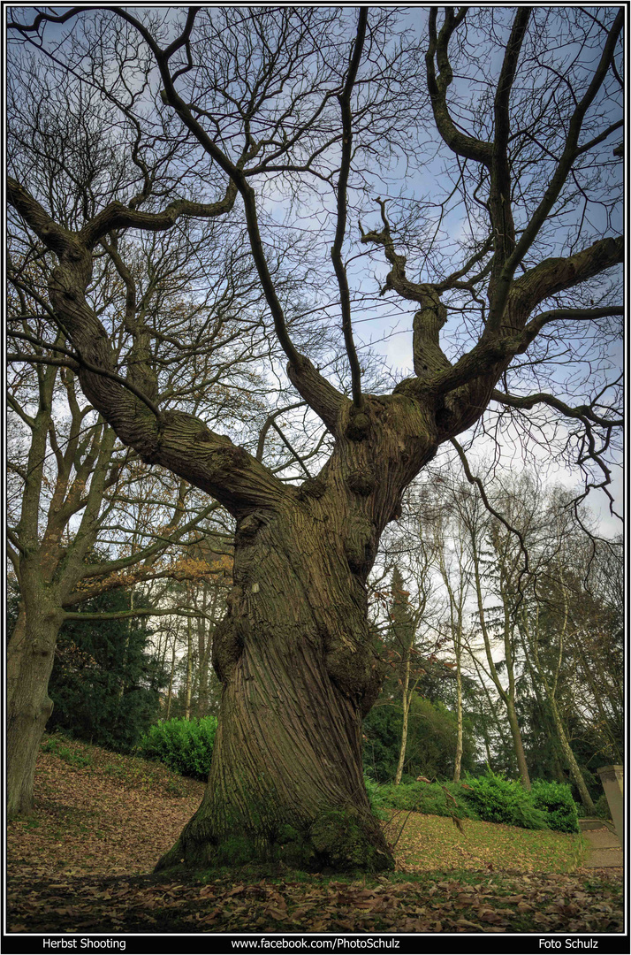 Der verdrehter Baum