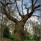 Der verdrehter Baum