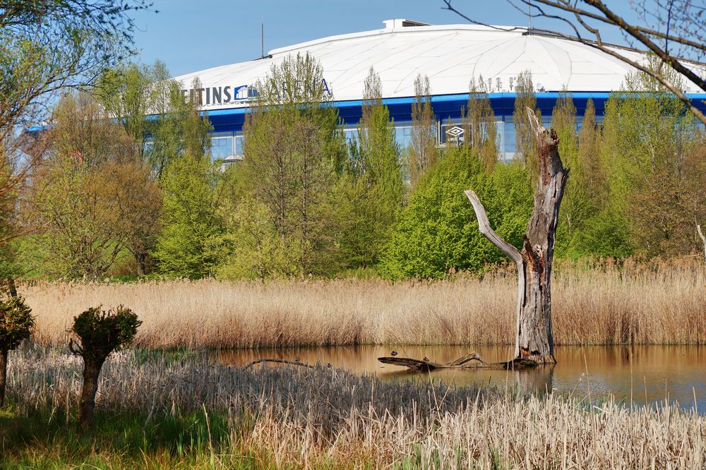 Der Verein Schalke 04 und der Baum sind am ..... !