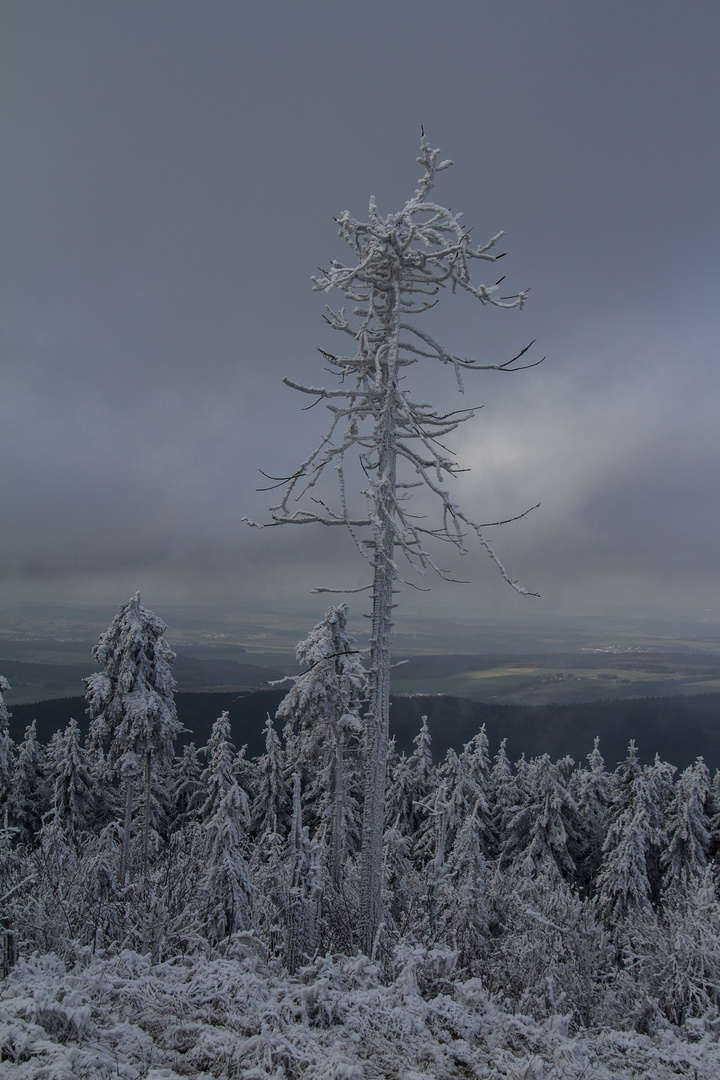 Der vereiste Baum...