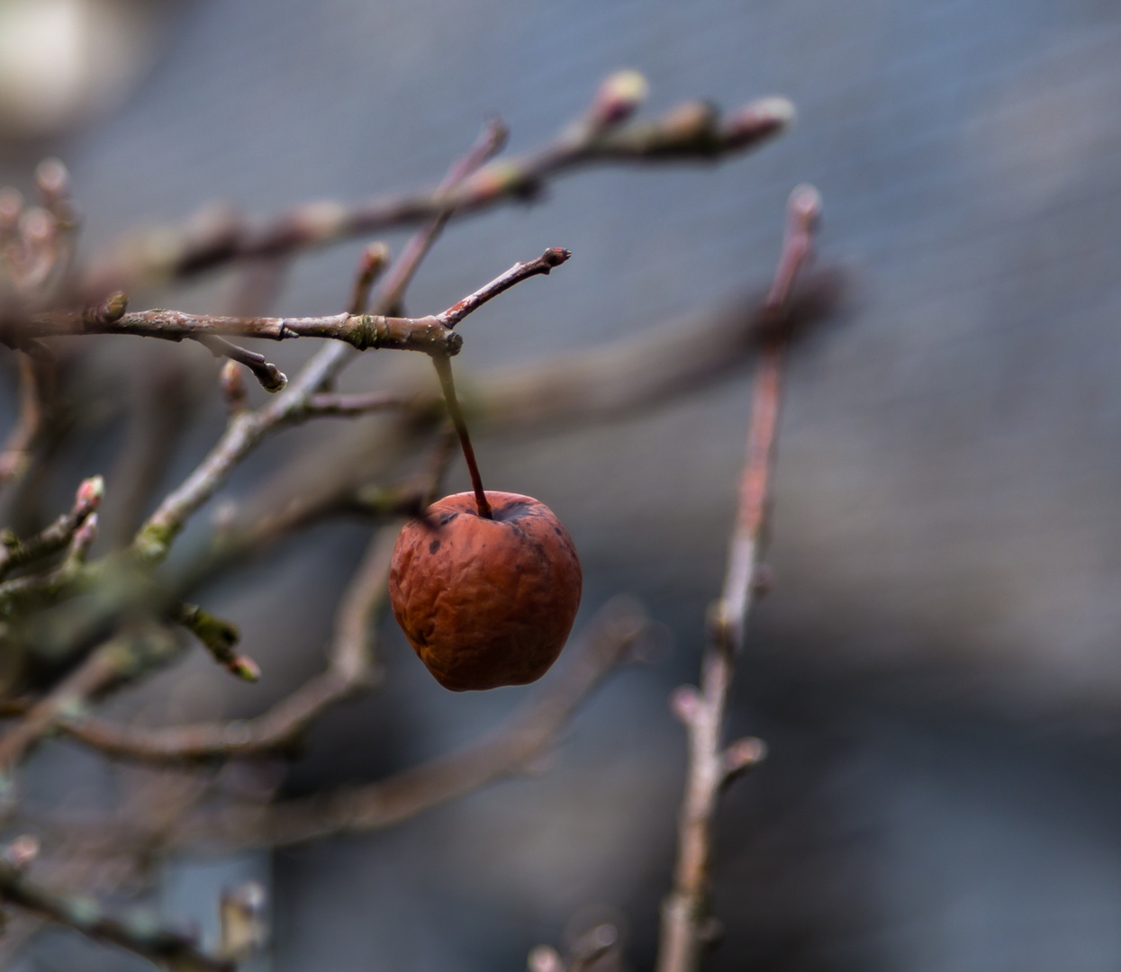 Der Vergessene