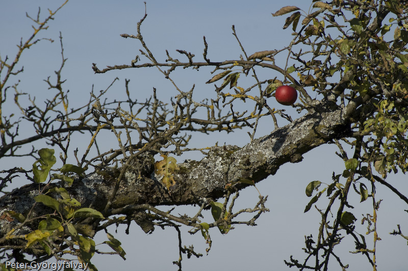 Der vergessene Apfel