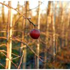 der vergessene Apfel