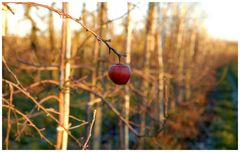 der vergessene Apfel