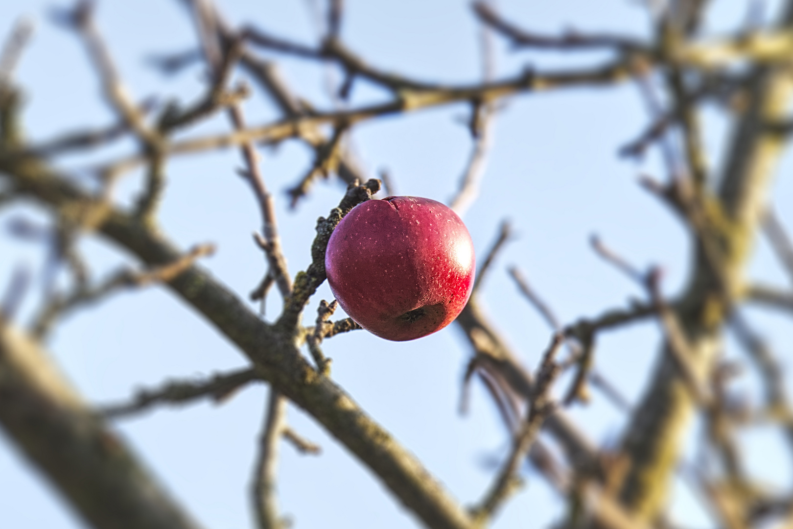 Der Vergessene - Apfel in der tiefstehenden Sonne im Spätherbst