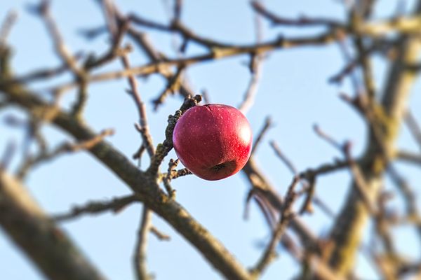 Der Vergessene - Apfel in der tiefstehenden Sonne im Spätherbst