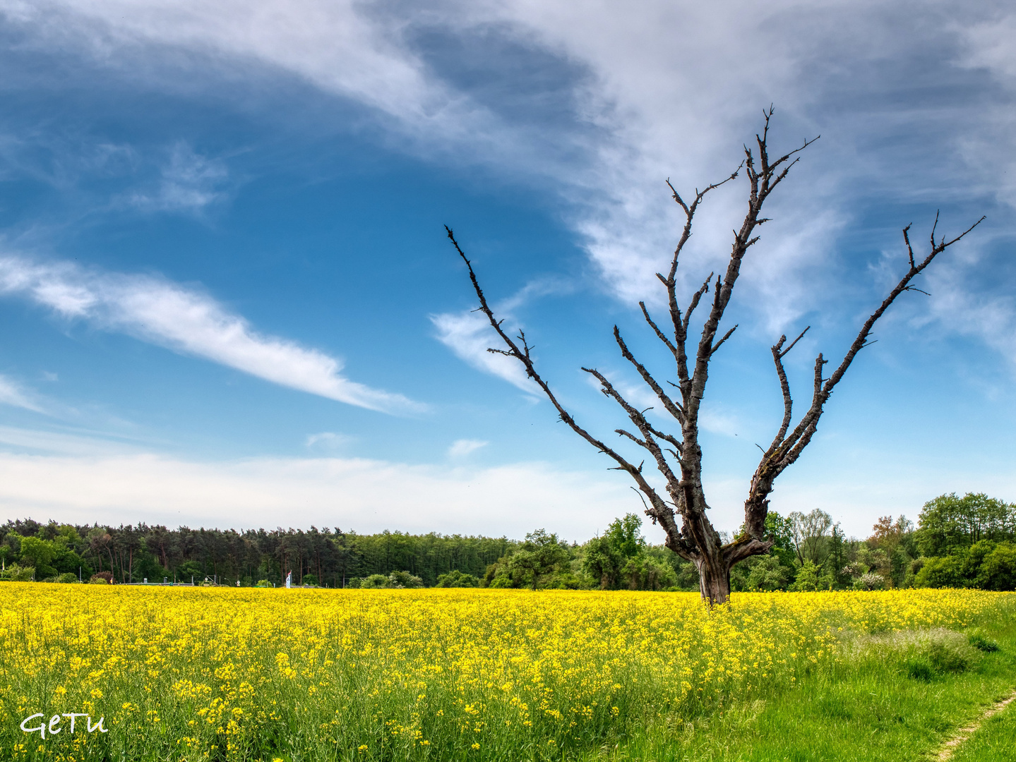 Der vergessene Baum