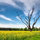 Der vergessene Baum