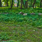 Der vergessene Friedhof von Markendorf (5)