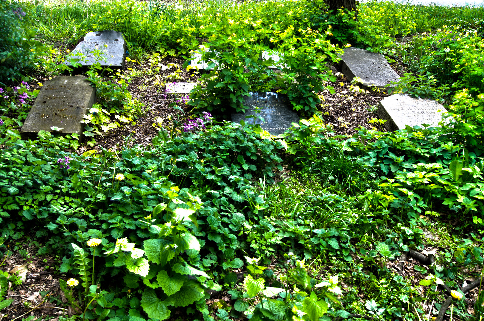 Der vergessene Friedhof von Markendorf (6)