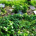 Der vergessene Friedhof von Markendorf (6)