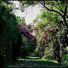 Der vergessene Garten