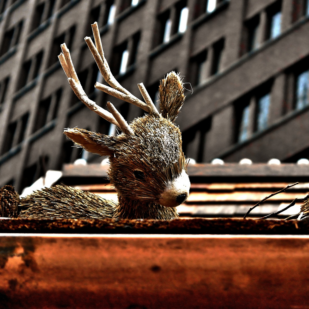 DER VERGESSENE RUDOLPH AUF DEM DACH