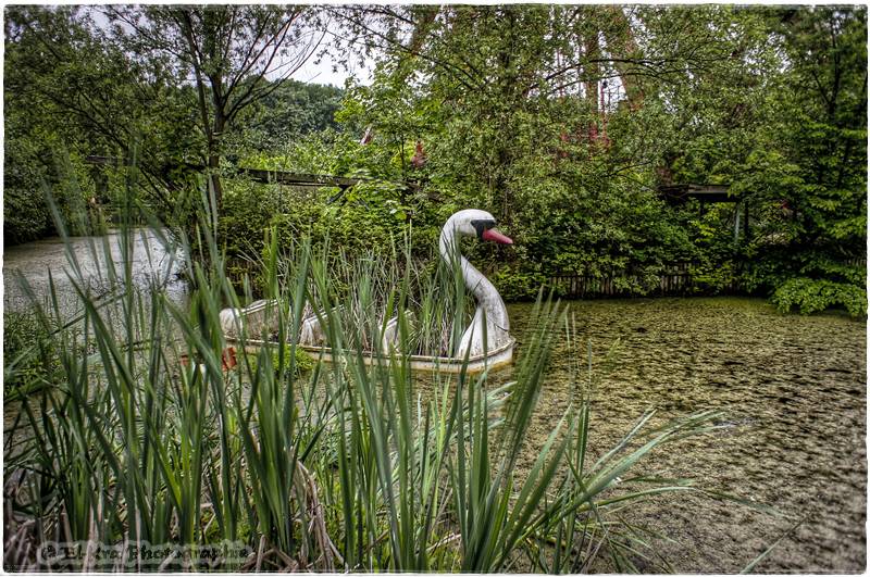 Der vergessene Schwan