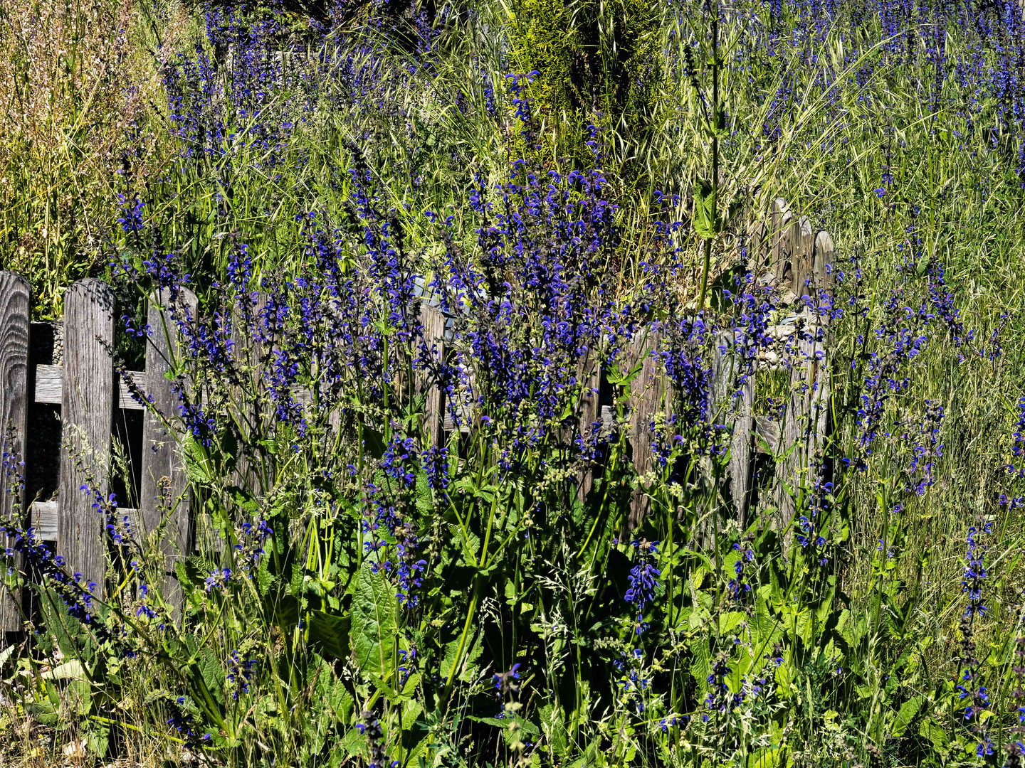 Der vergessene Zaun auf der blauen Wiese