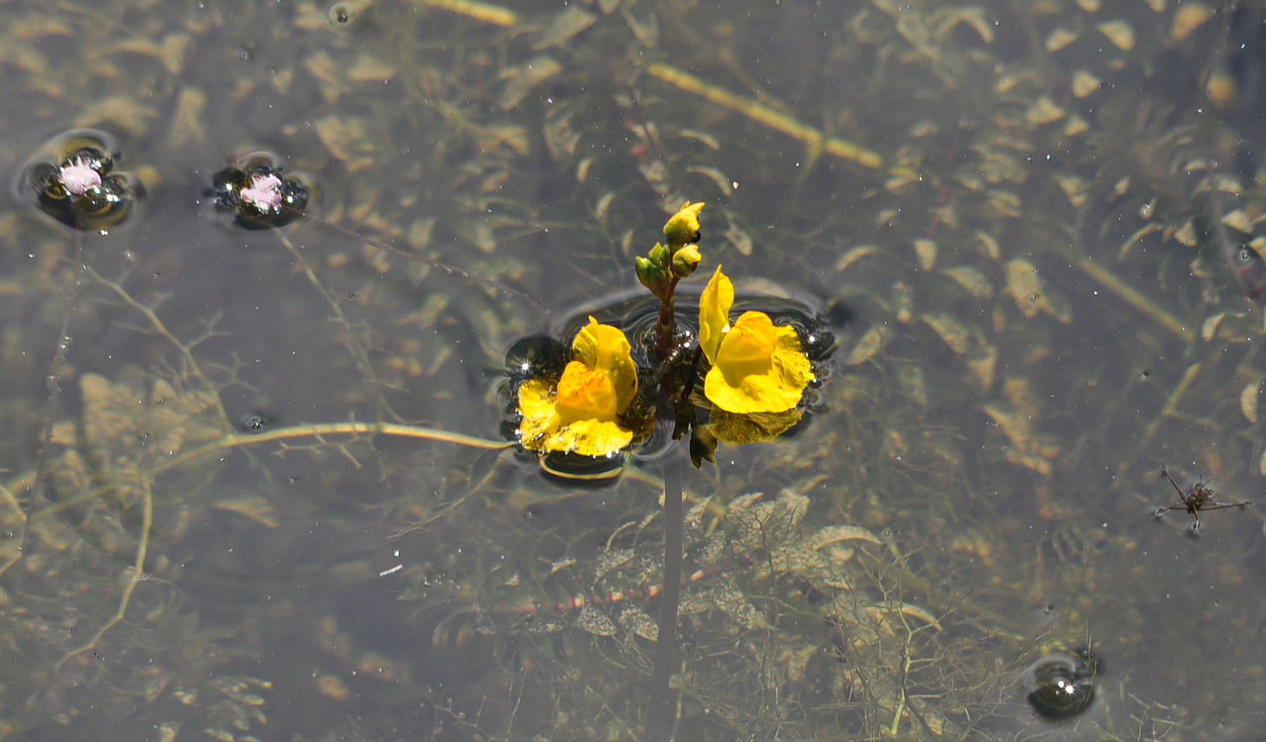 Der Verkannte Wasserschlauch (Utricularia australis)