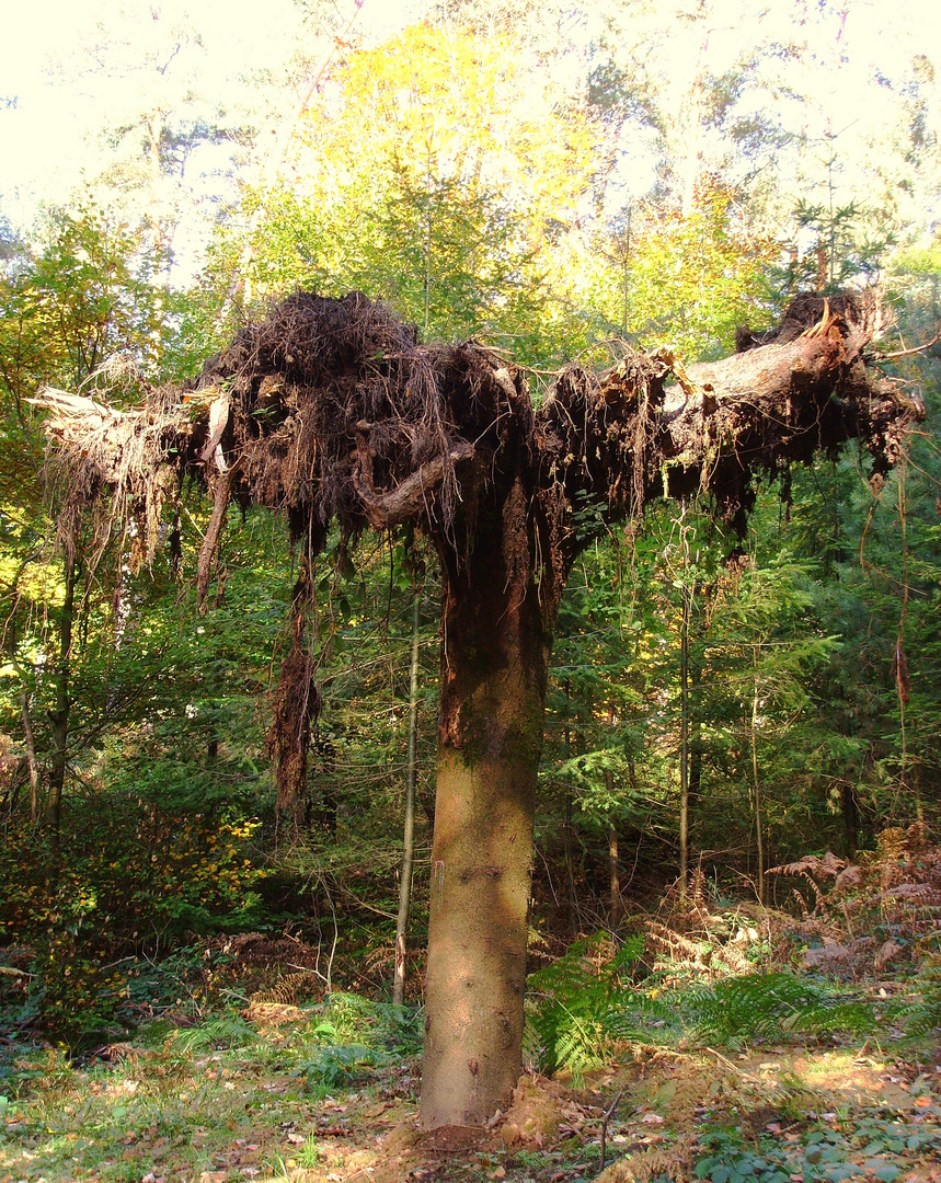 Der verkehrte Baum