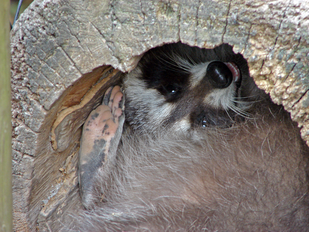 Der verknäulte Waschbär