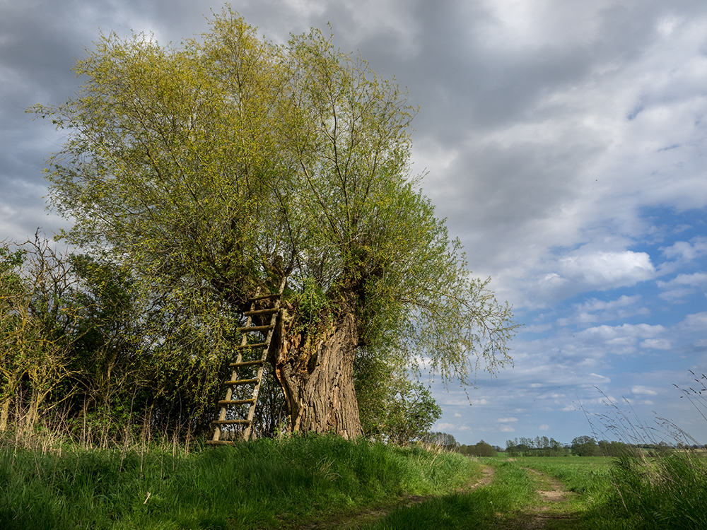 Der verlassene Hochsitz in der alten Weide