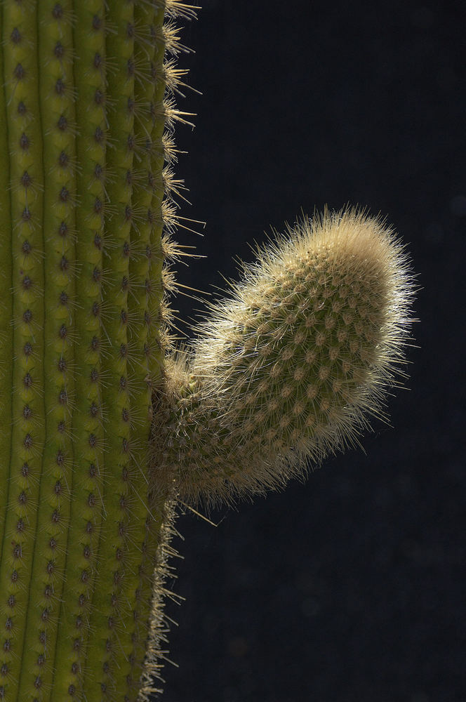 Der verliebte Kaktus von Helen U. Hans-J. Raeder