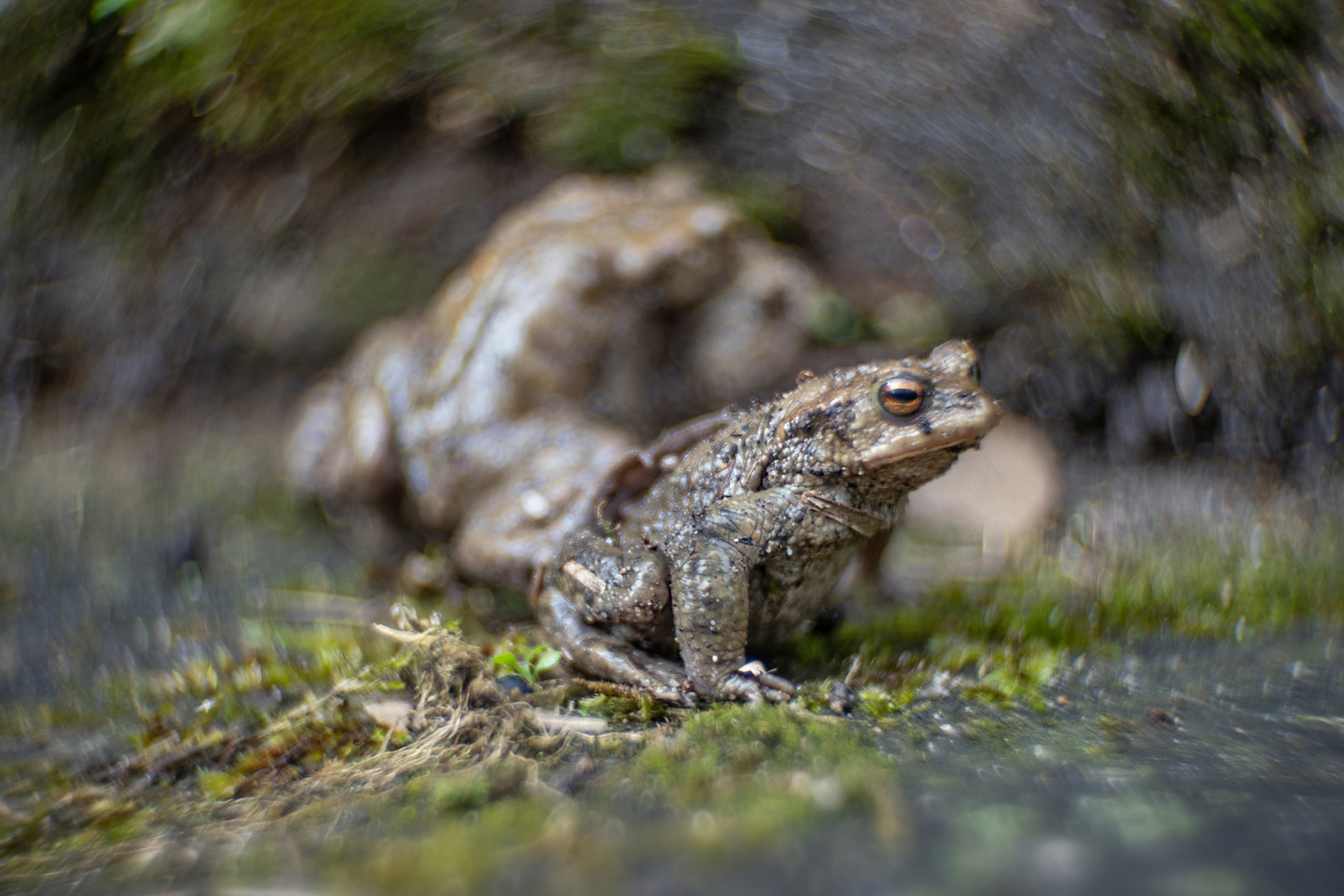 Der Verlierer Foto & Bild spezial, makro, frühling Bilder auf
