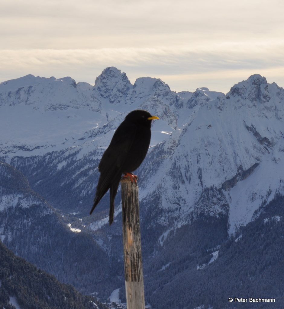 der verlorene einsame Vogel auf 2.500Meter