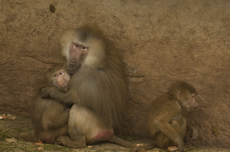 Der verlorene Sohn - Kölner Zoo