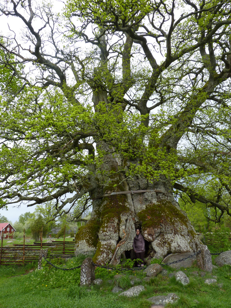 der vermutlich älteste Baum Schwedens