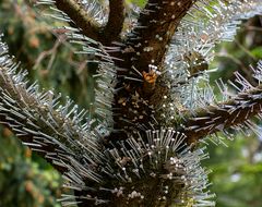 der vernagelte baum...