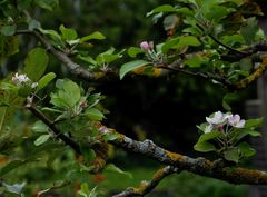 Der verrückte Apfelbaum