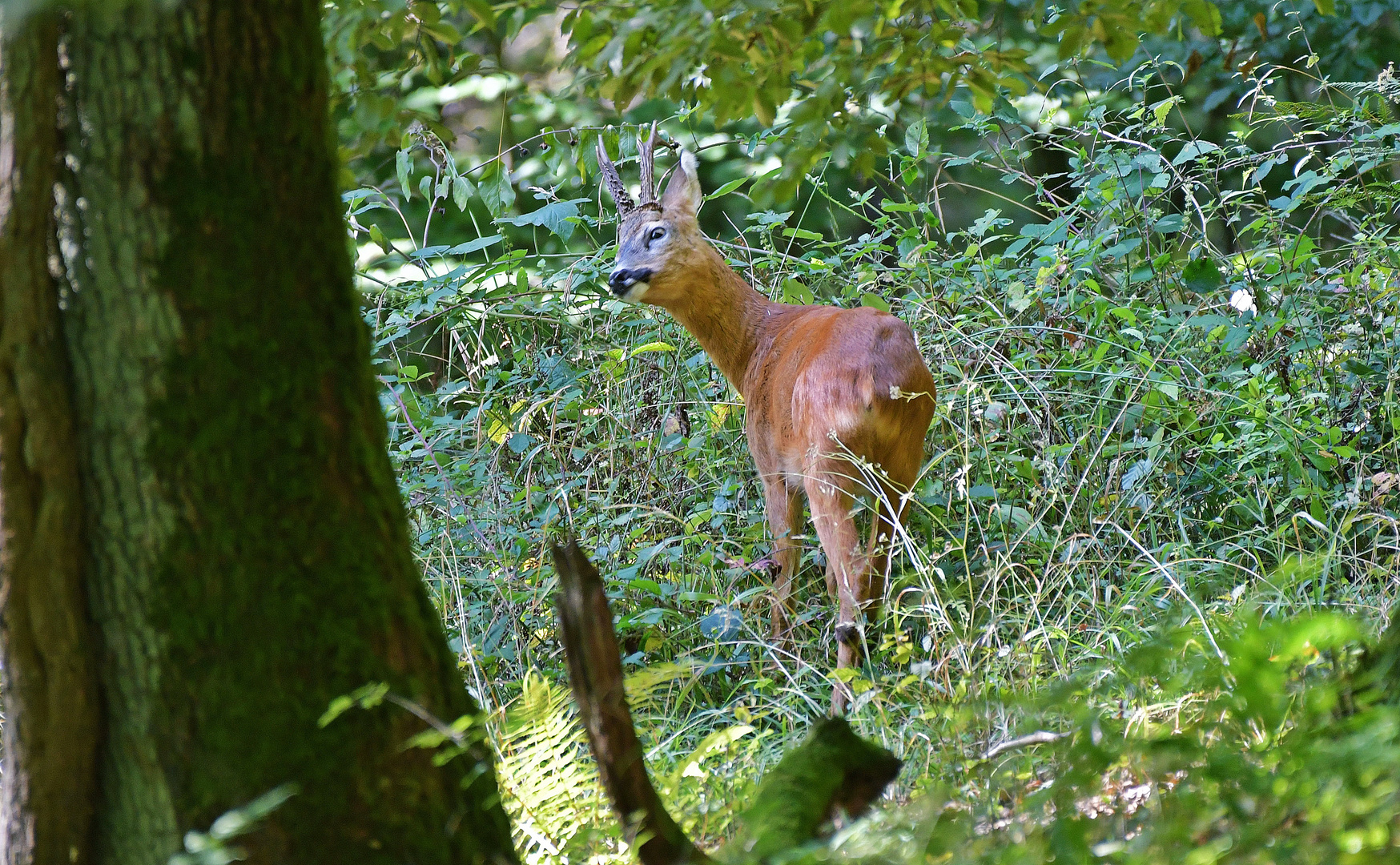 Der verschreckte Bock