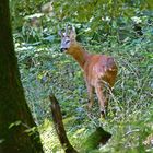 Der verschreckte Bock