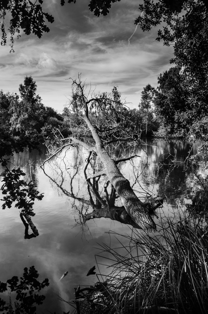 der versinkende Baum (2)