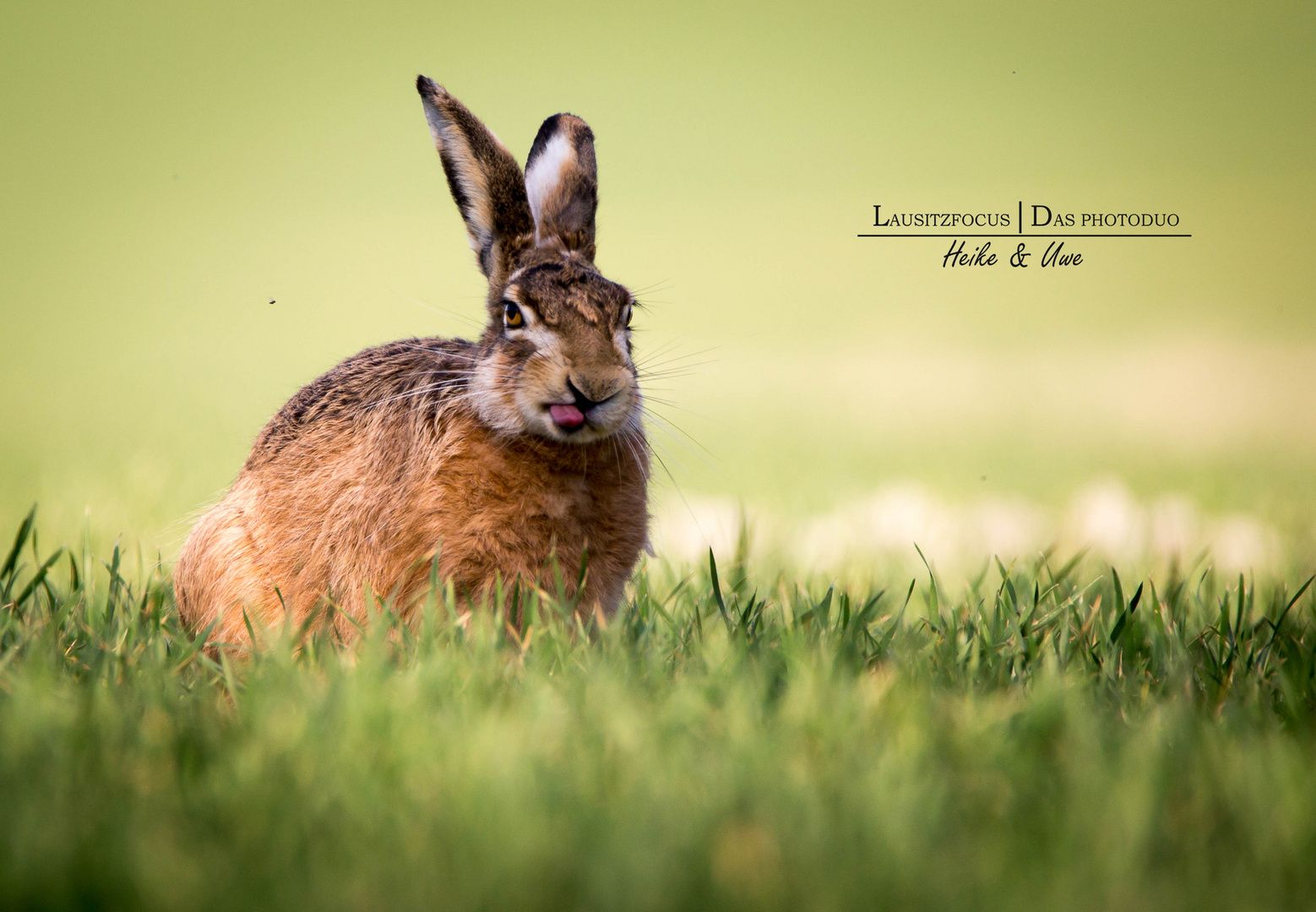 Der verspätete Osterhase 