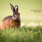 Der verspätete Osterhase 