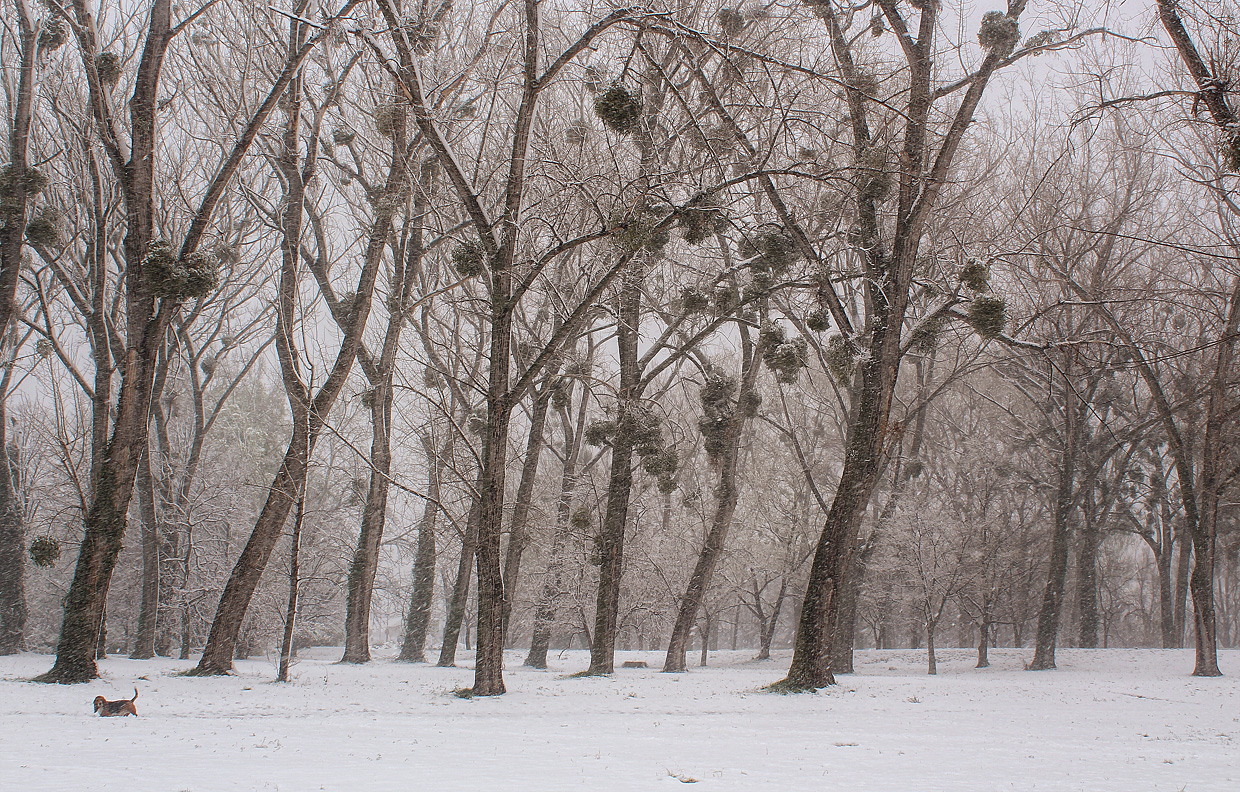 Der verspätete Winter