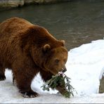 Der verspielte Bär [5] ...