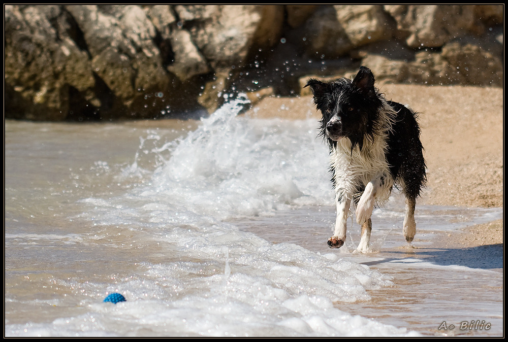 Der verspielte Luke und das Meer